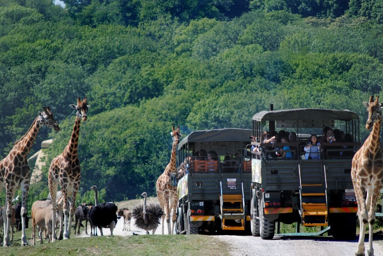 Port Lympne Reserve Visit, Truck Safari and Afternoon Tea for Two