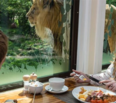 Luxury Lodge Stay with Dining and Hand Feeding Experience for Two at The Big Cat Sanctuary