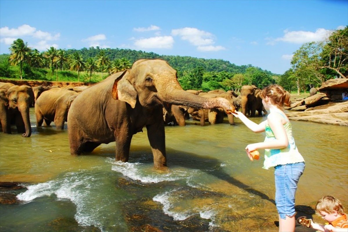 Exotic Sri Lankan Wildlife Adventure