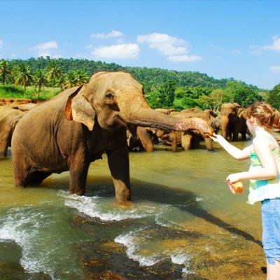 Exotic Sri Lankan Wildlife Adventure