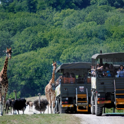 Port Lympne Reserve Visit, Truck Safari and Afternoon Tea for Two